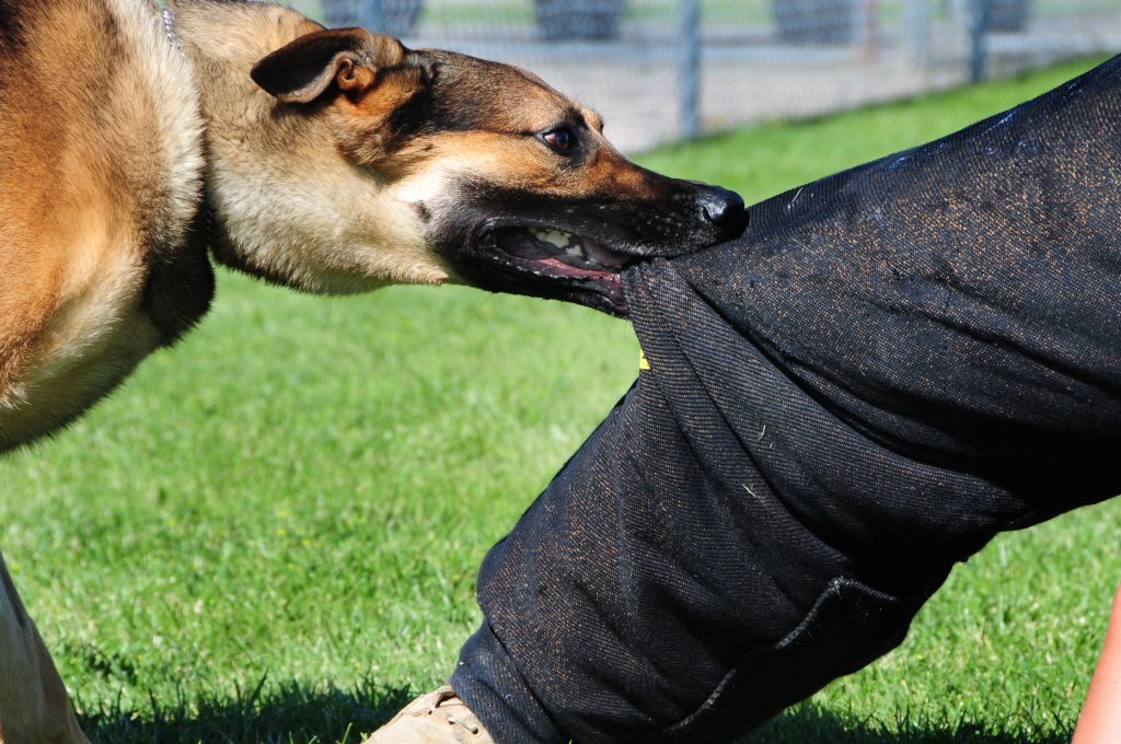 Los Mejores Abogados en Español Cerca de Mí Expertos en Mordeduras, Agravios y Ataques de Perros y Animales en Lynwood California